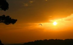 bird-sunset-sky.jpg