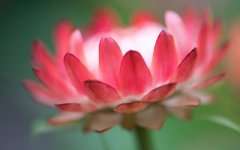 pink-flower-close-up.jpg
