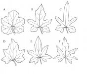 Cucurbitaceae family leaves(floranordica.org).jpg