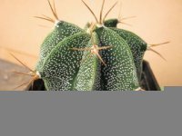 Astrophytum Ornatum.jpg