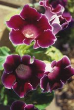 05_winter_gloxinia.jpg