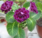 gloxinia_mini_viola.jpg