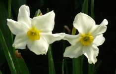 Daffodil.jpg