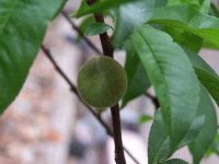 angel-peach-tree-heavenly-sweet-1071.jpg