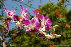 dendrobium-34.jpg