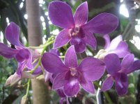 Dendrobium-Orchids.jpg