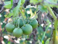 sum08_potato_fruit.jpg