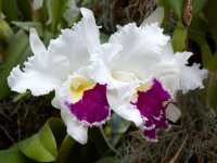 orchids-06-wallpaper.jpg