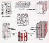 PlantTissues.users.rcn.com.jpg