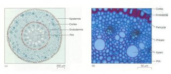 Plant tissue- www.promma.ac.th.jpg