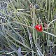 elham_eng1363