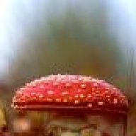 amanita