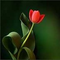 Roya..