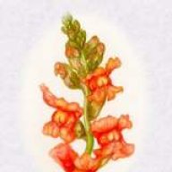 snapdragon_7