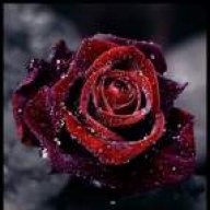 mohammadreza_nmp