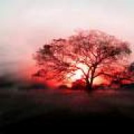 tayeb_b