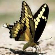 papilionidae