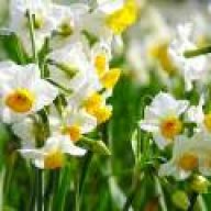 گدای کوی دوست