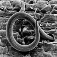 nematode