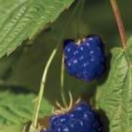 6lueberry