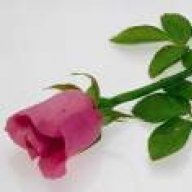 تارا20