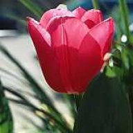 مژگان غفوری