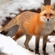 foxyellow