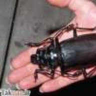 سوسک نگون بخت