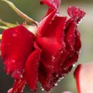 delaram r