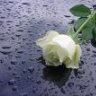 zahra_silent