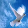 Freedom_fighter