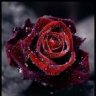 mohammadreza_nmp