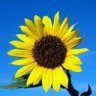 sunflower.z