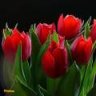 منصوره67