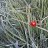 elham_eng1363
