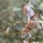 Farzaneh_a