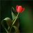 Roya..