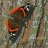 RED_ADMIRAL