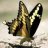 papilionidae