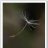 single dandelion