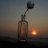 niloufar_1991