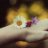 shadi_yellow