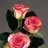 negar_shafi65
