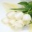 negin_67