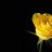 رها27