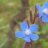 hamid_z65